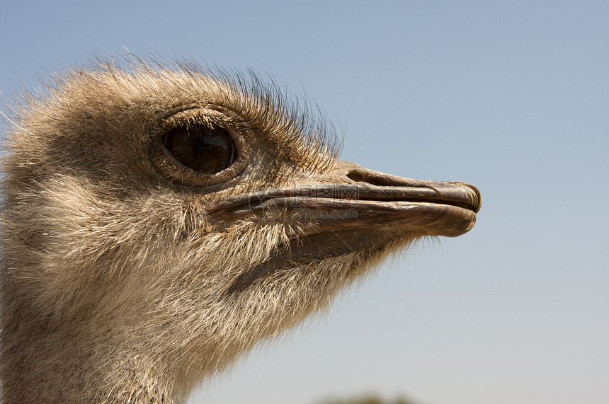 一个好奇的Ostrich图片