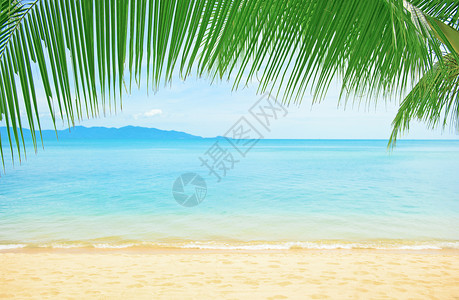 美丽的海滩与棕榈树图片