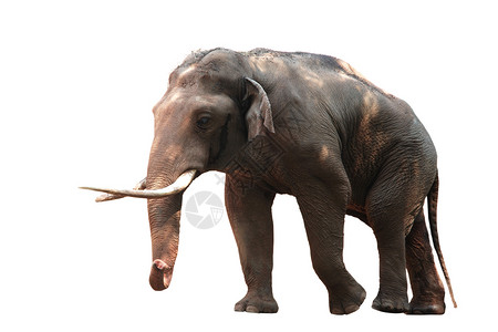 动物大象被白色隔离图片