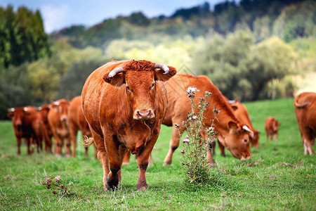 绿色草地上的红牛群图片