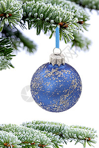圣诞常青云杉树和雪背景上的蓝色玻璃球图片