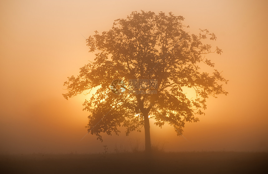 太阳在雾气弥漫的树后升起图片