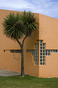 房子花园里的棕榈树图片