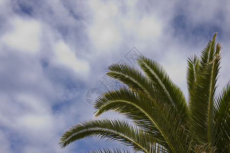 棕榈和天空图片