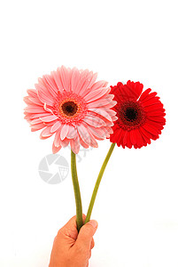 一只女白人手拿着两朵红色和粉红色的美丽的Gerber花朵图片