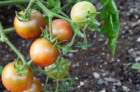 在花园里种植的家庭番茄颜图片