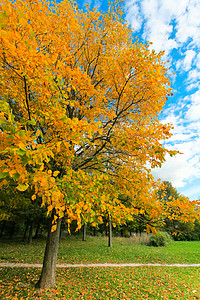 公园里美丽的秋树图片