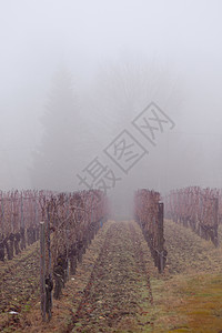 法国的冬季雾中的葡萄园行图片