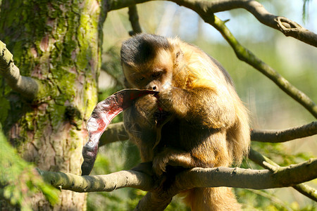 猴子吃蝗虫图片