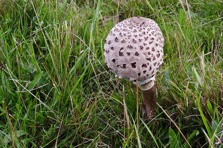 秋天的时候野蘑菇在草地上图片