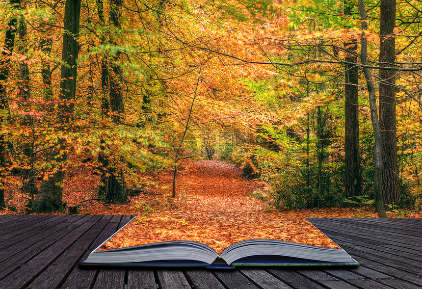 美丽的秋天森林场景的创意概念图片
