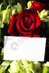 红玫瑰和兰花带空白图片