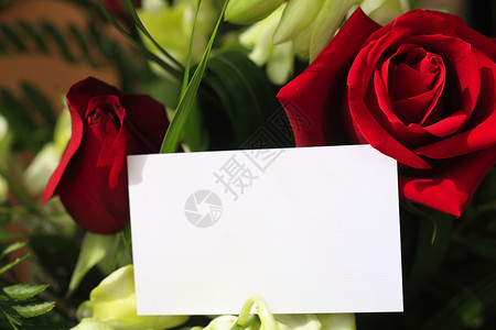 红玫瑰和兰花带空白图片
