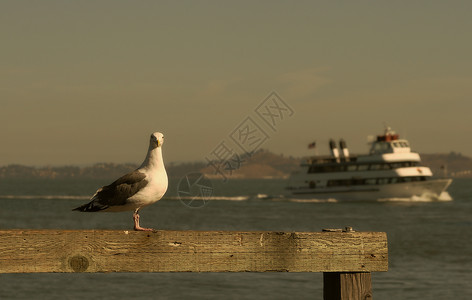 海鸥坐在39号码头的木栅栏上图片