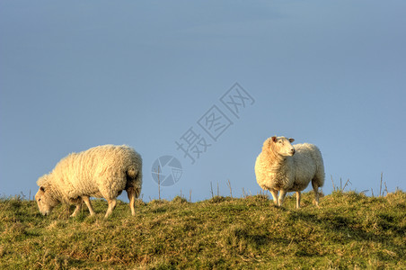 两只羊在山坡上有着美图片