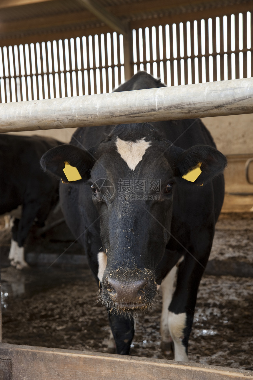 在农场挤奶棚里等待挤奶的牛图片