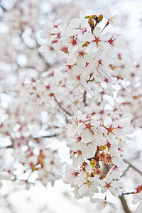春天开花树细节的可爱明亮的高关键形象图片