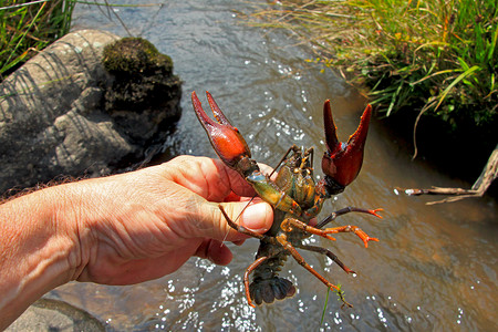 河边人手中的小龙虾图片