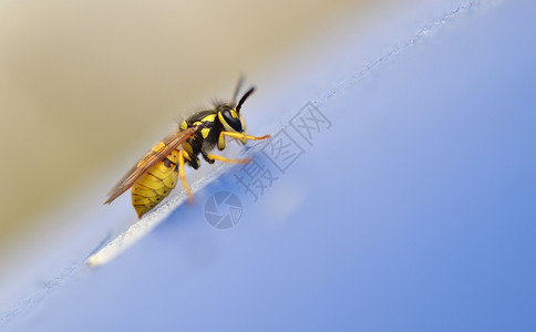 黄蜂质图片