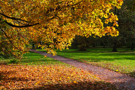 旧公园的秋色图片