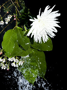 在黑色背景上溅水的绿叶和花朵图片