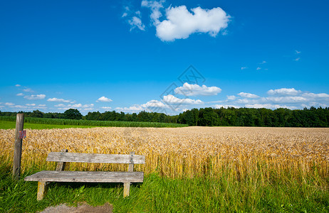 打击德国巴伐利亚小麦和玉米田背景图片