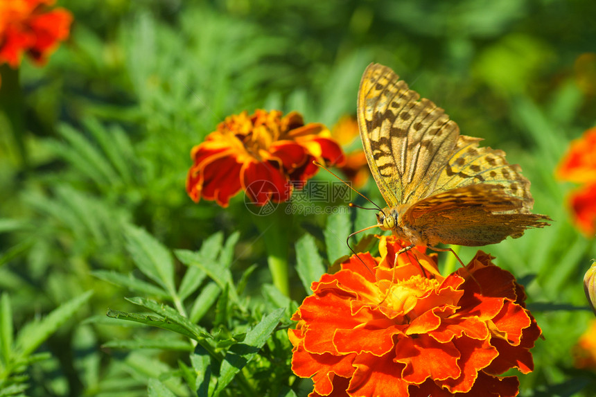 在万寿菊花的破旧的argynnispaphia蝴蝶图片