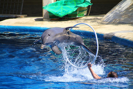 美丽的海豚跳过高的箍图片
