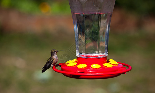 一只雌蜂鸟在口水之间坐在一条红花蜜喂图片