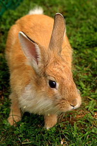 草地上的橘子兔在图片