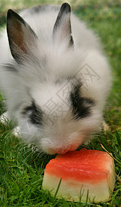 大白兔和西瓜块夏天的进度落后了背景图片