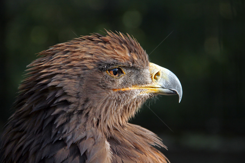 寻找猎物的草原鹰Aquilanipal图片