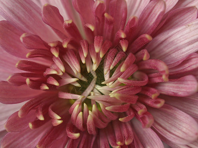 菊科花科背景图片