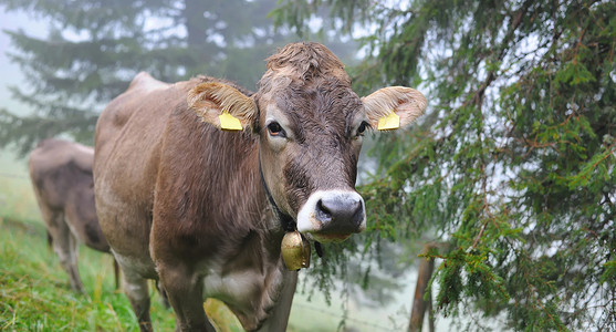 奶牛在山牧场上图片