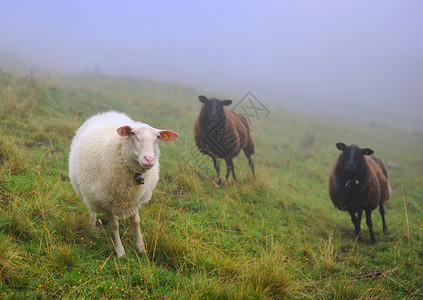 羊在山牧场上图片