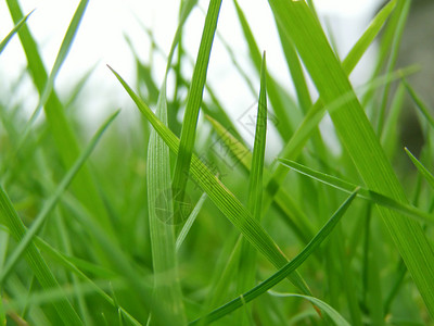 绿草甸杂草背景图片