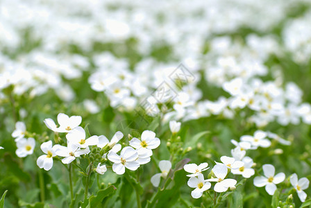 绿色背景上的白花田图片
