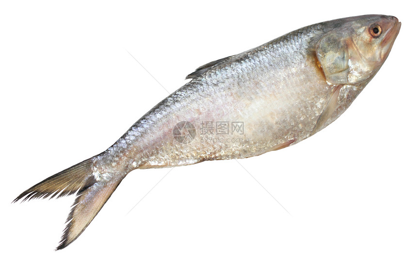 东南亚广受欢迎的白底鱼类图片