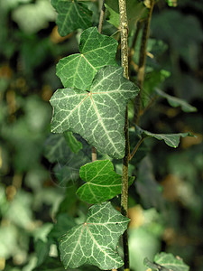 绿色常春藤植物背景图片背景图片