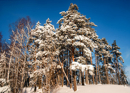松树在寒冷晴朗的冬日图片