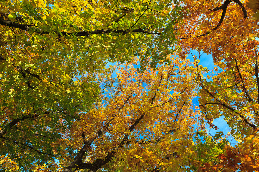 秋天树木天空的投影图片