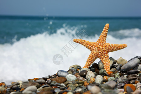 石头海岸上的海星图片