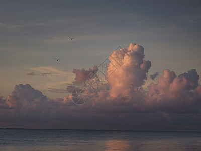 鸟儿在阴天飞过海洋图片