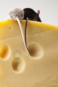 奶酪和老鼠图片