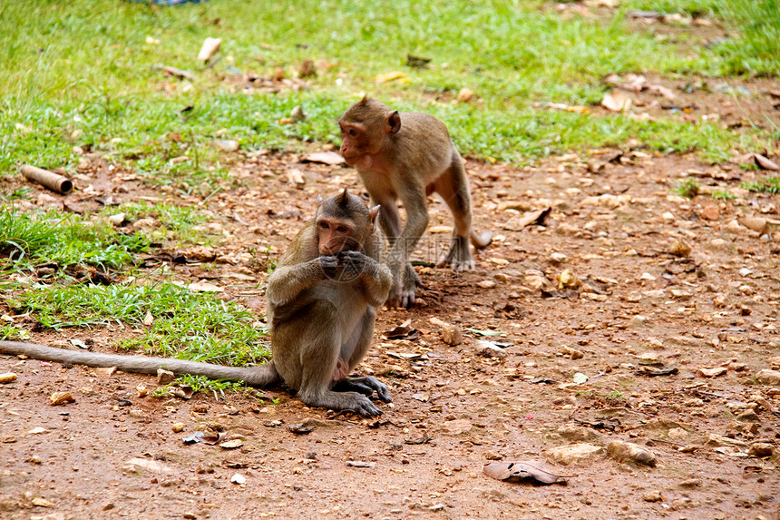 泰国丛林中的猴子图片