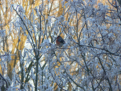 冰霜的树枝斯涅格图片