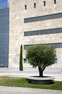 新的建筑和现代建筑配有橄榄树装饰图片