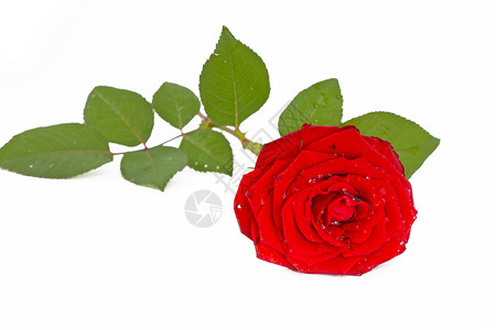 红玫瑰叶子被白色隔离背景图片