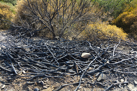 前森林被烧毁的树木残骸图片