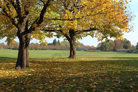 秋季的颜色变化在公园图片
